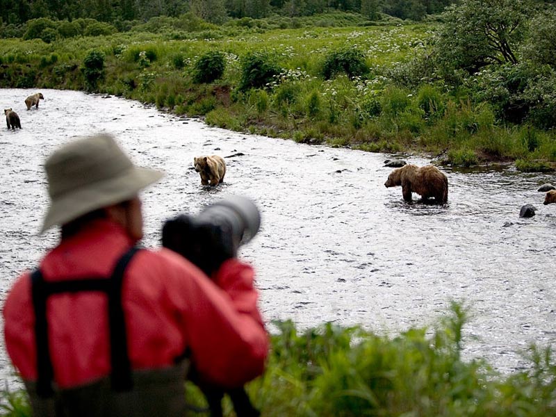 Bear Viewing Photographer